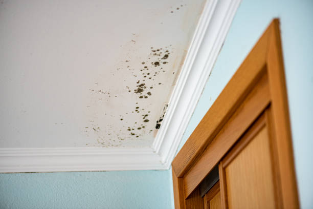 Best Mold Damage Repair  in Howards Grove, WI