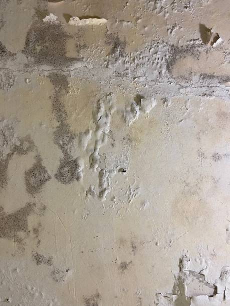 Best Mold Cleaning Services  in Howards Grove, WI