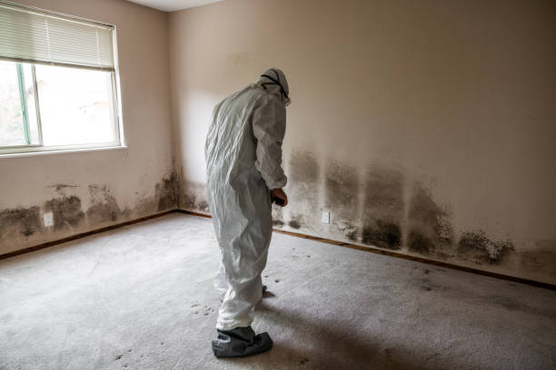 Best Toxic Mold Removal  in Howards Grove, WI