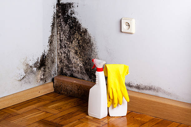Crawl Space Mold Removal in Howards Grove, WI