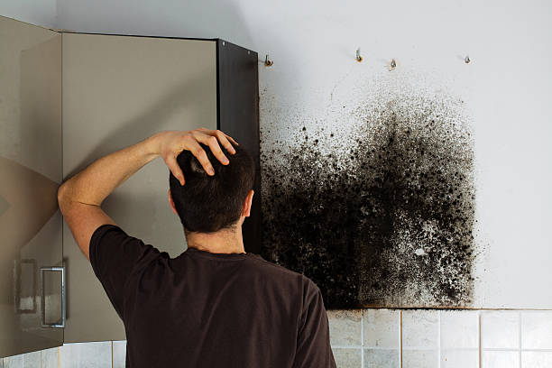 Best Local Mold Removal Service  in Howards Grove, WI